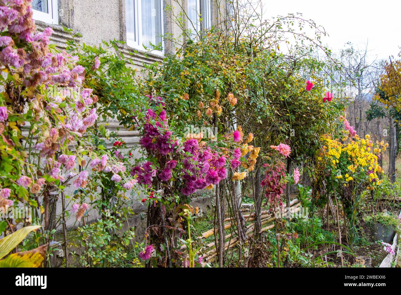 Una vibrante gamma di piante in una varietà di colori esposte davanti a una casa Foto Stock