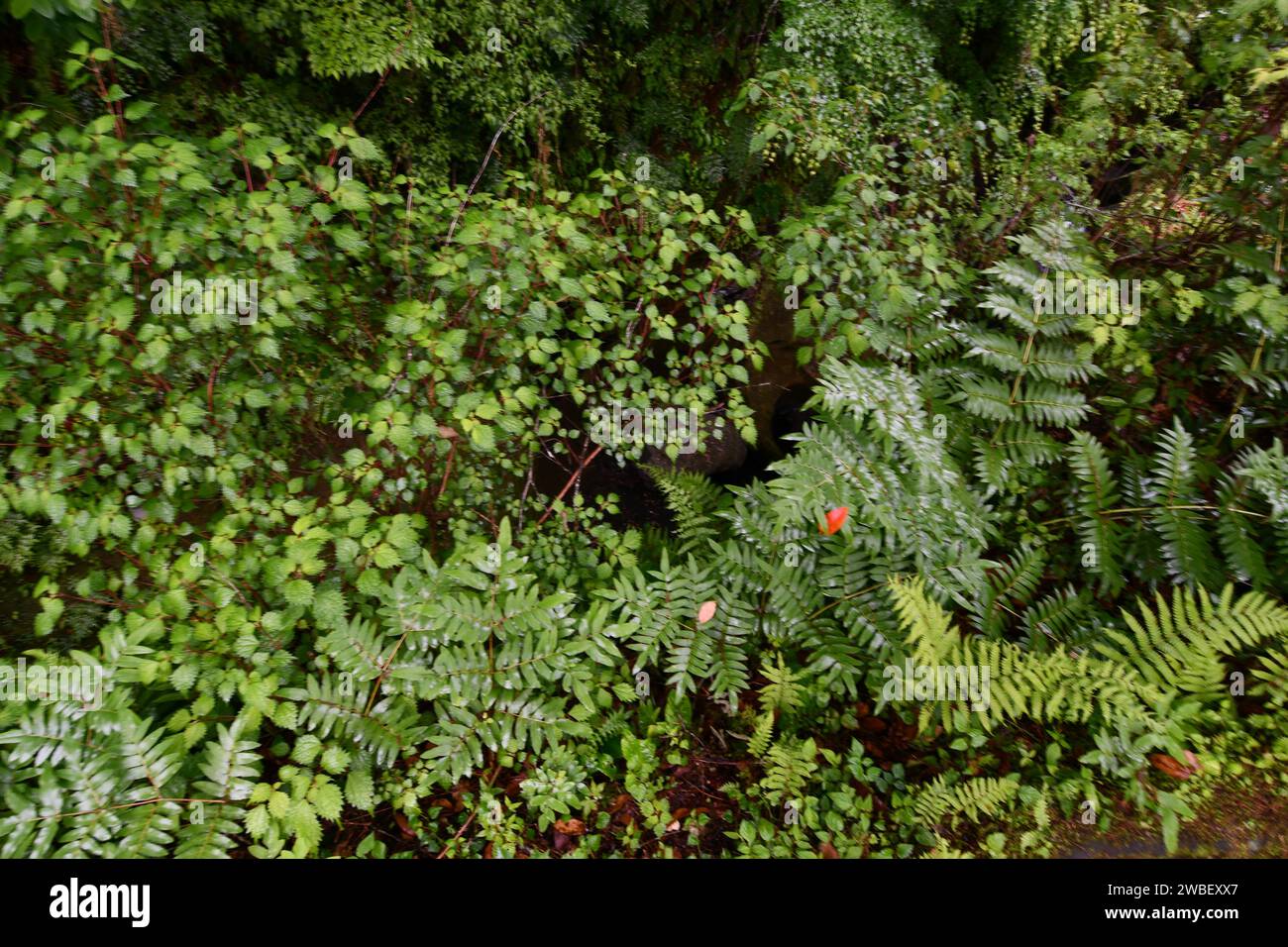 Un gatto domestico nero shorthair è arroccato su una lussureggiante pianta verde, affacciato su un tranquillo fiume Foto Stock