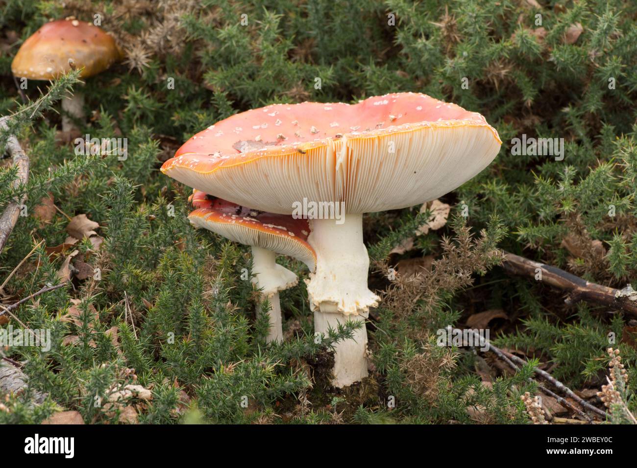 Mosca agarica, Amanita musaria, due corpi fruttiferi in coppia, uno piccolo sotto uno grande, strana giustapposizione Foto Stock
