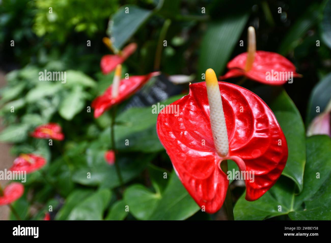 Un vivace fiore rosso fiorisce nel suo ambiente naturale alla luce luminosa del giorno Foto Stock