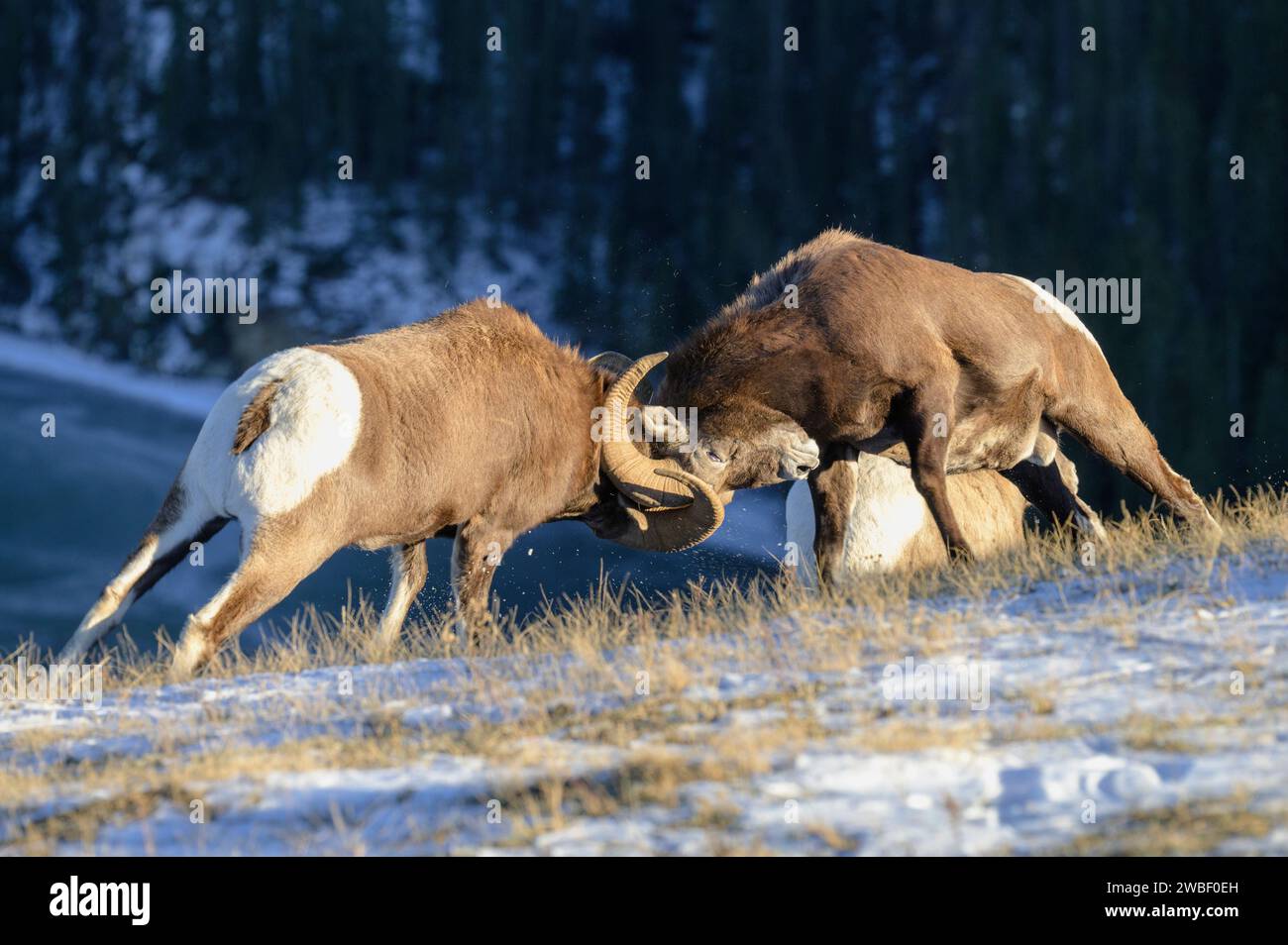 Rocky Mountain, Bighorn Rams Headbutting, Jasper National Park, Canadian Rocky Mountains, Alberta Foto Stock