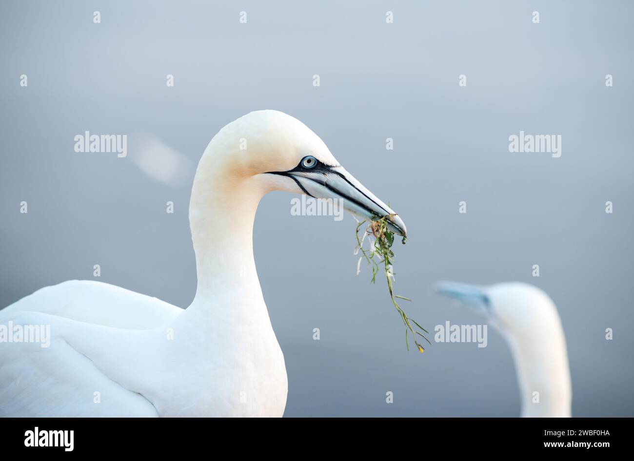 Gannet settentrionale (Morus bassanus) con alghe come materiale di nidificazione nel becco, primo piano, secondo animale di fronte al mare sullo sfondo Foto Stock