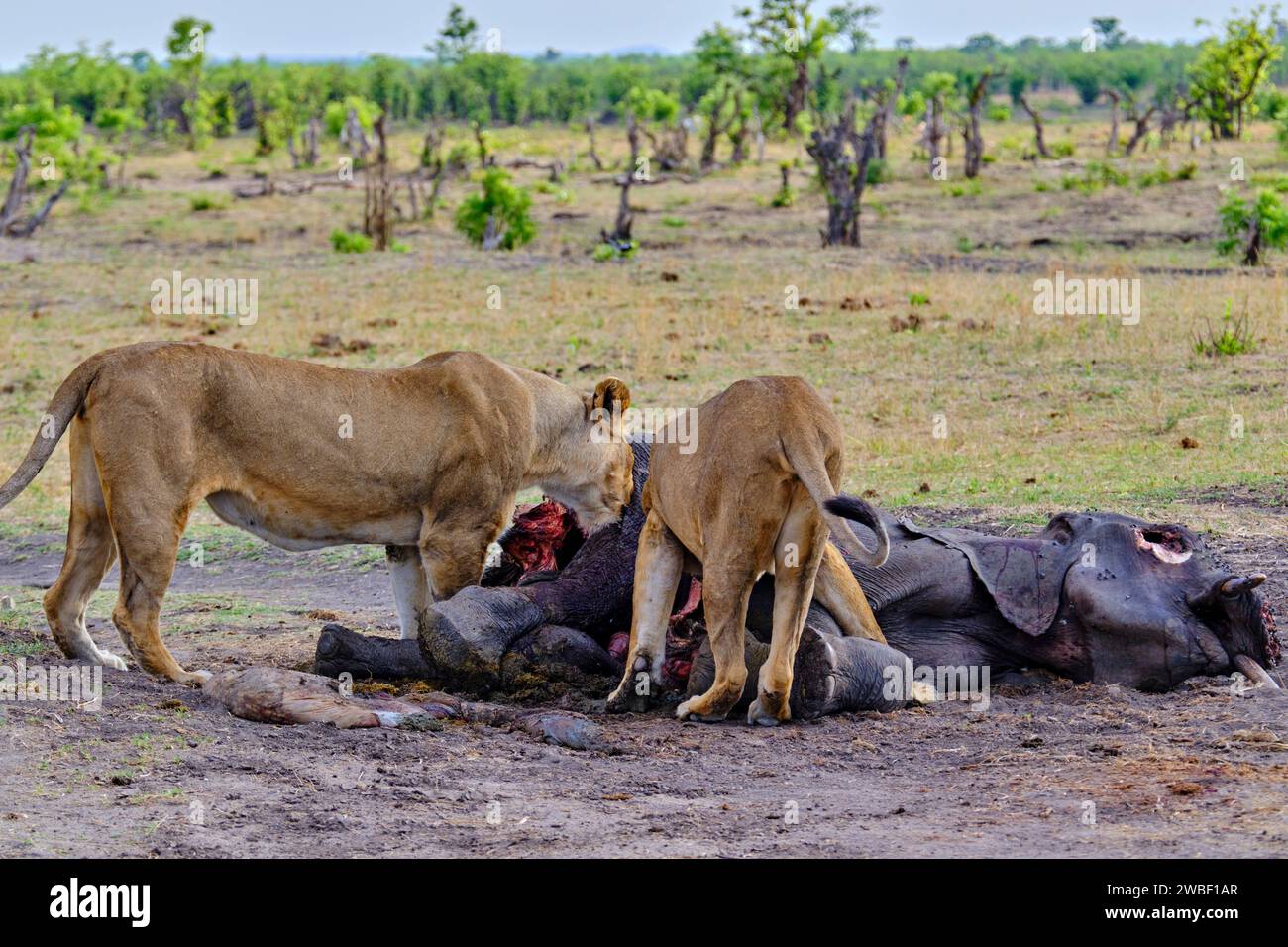 Zimbabwe, Matabeleland North, provincia, parco nazionale Hwange, leone (Panthera leo), lioness che mangia un elefante Foto Stock