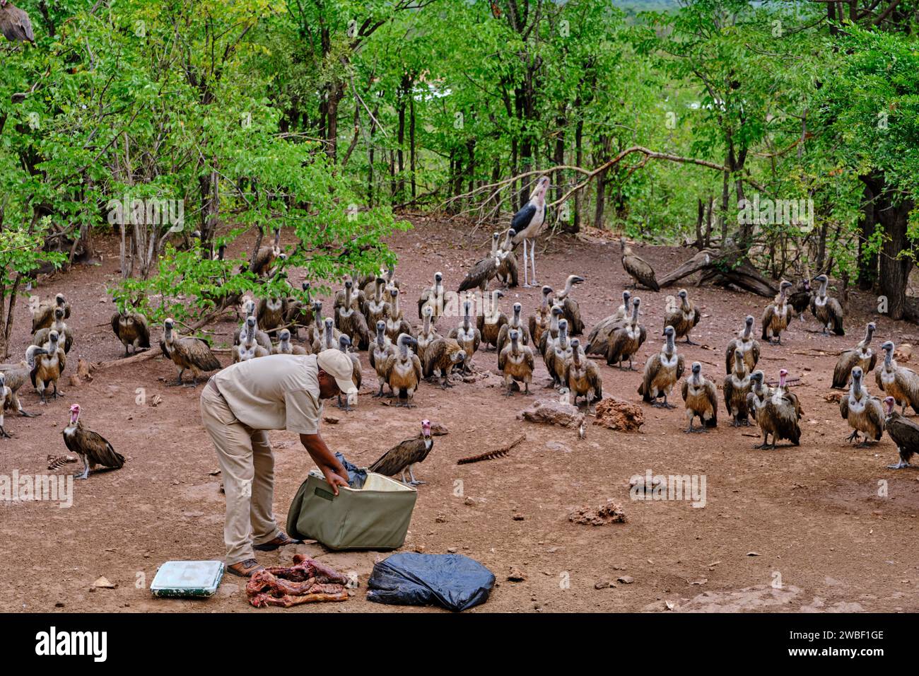 Zimbabwe, Matabeleland North province, Victoria Falls, Zambezi National Park, alimentazione degli avvoltoi Foto Stock