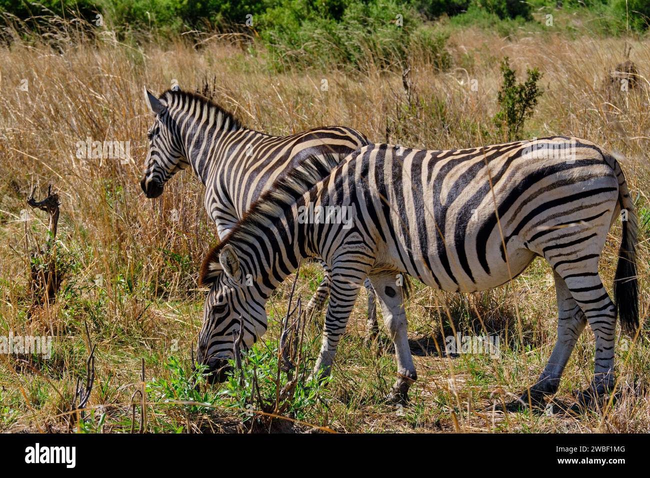 Zimbabwe, Matabeleland Nord, provincia, Parco nazionale di Hwange, Zebre (equus burchelli) Foto Stock