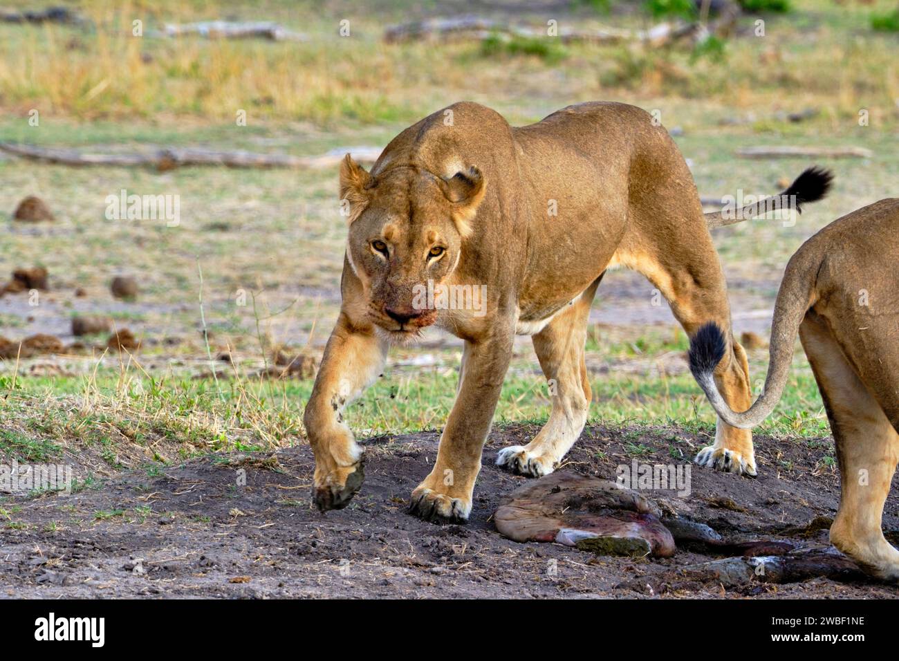 Zimbabwe, Matabeleland Nord, provincia, Parco nazionale Hwange, leone (Panthera leo) Foto Stock