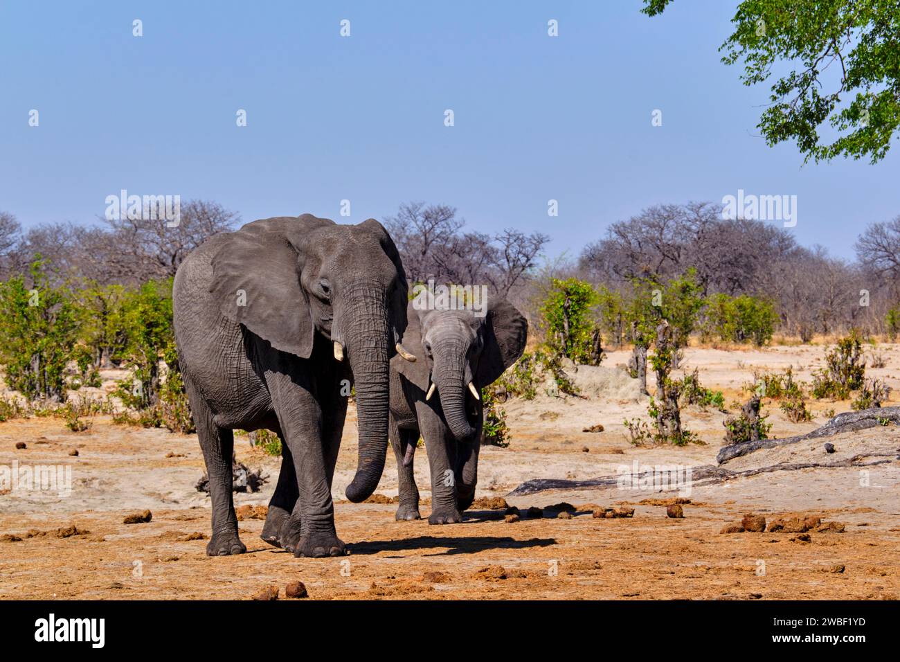 Zimbabwe, Matabeleland North, provincia, parco nazionale di Hwange, elefanti africani selvatici (Loxodonta africana) Foto Stock