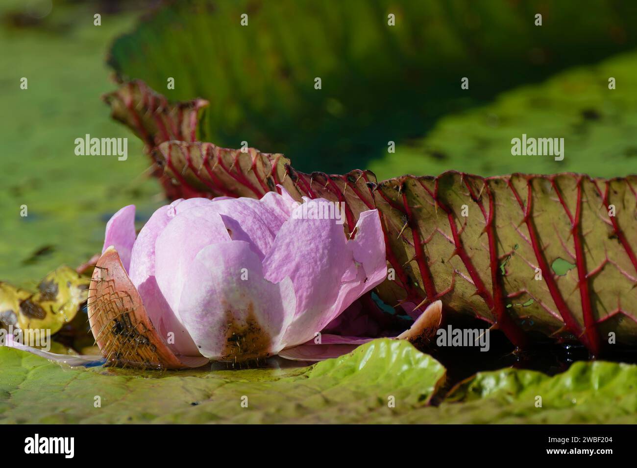 Foglie galleggianti del giglio d'acqua gigante (Victoria amazonica), stato di Amazonas, Brasile Foto Stock