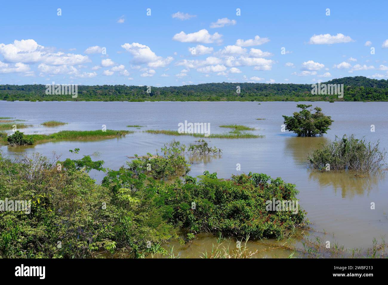 Foresta allagata lungo il fiume Amana, stato di Amazonas, Brasile Foto Stock