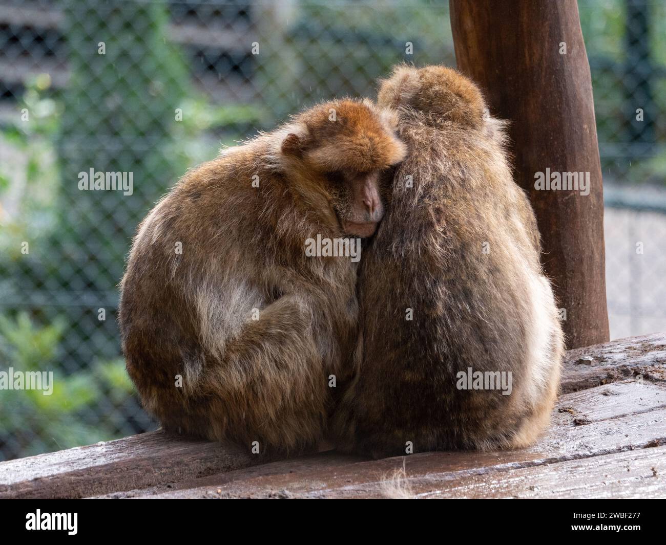 Due primati, un maschio e una femmina, siedono insieme in uno spazio ristretto con una vista del mondo esterno Foto Stock