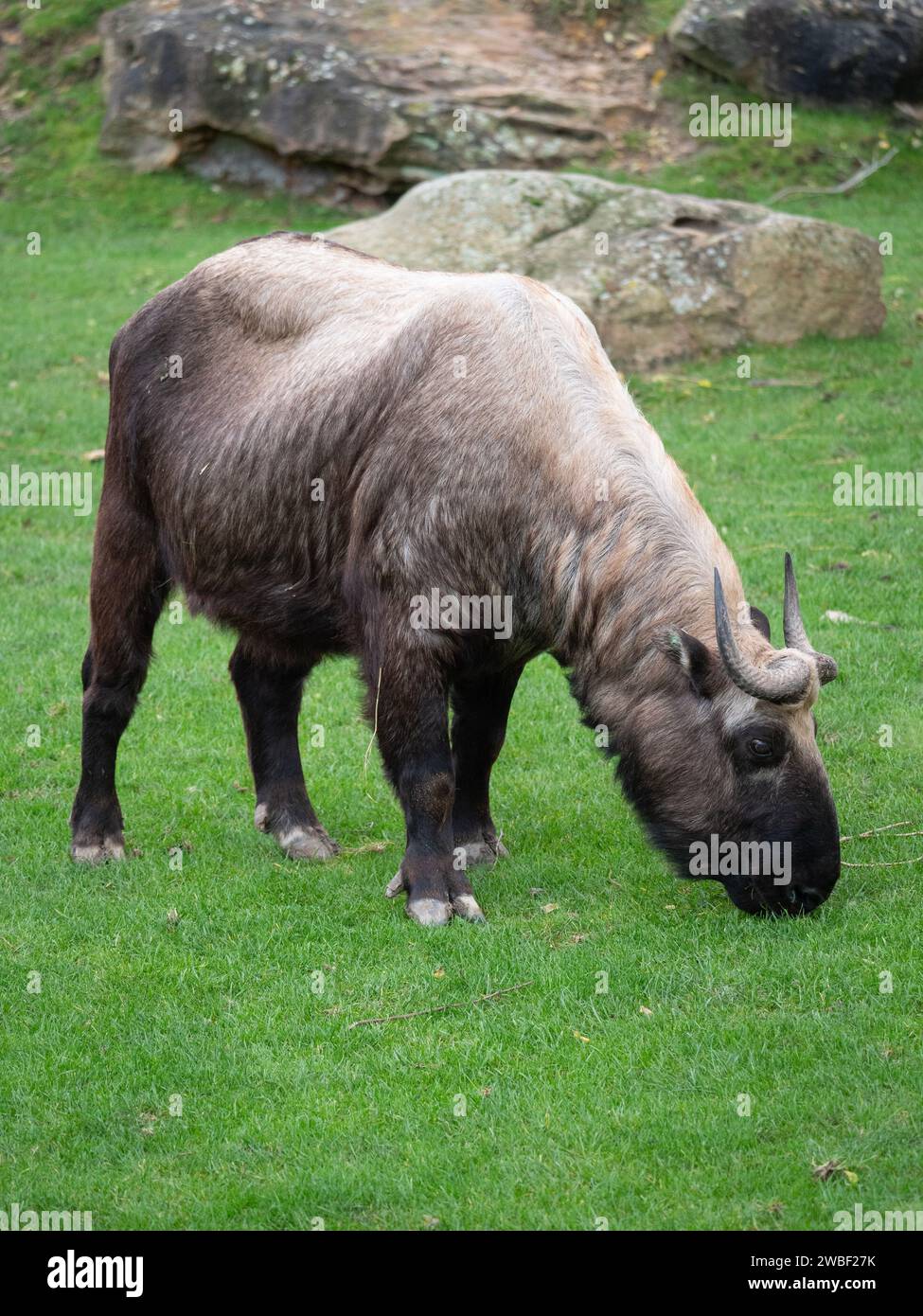 Un animale addomesticato in piedi nell'erba verde lussureggiante, che pascolava tranquillamente sulla vegetazione Foto Stock