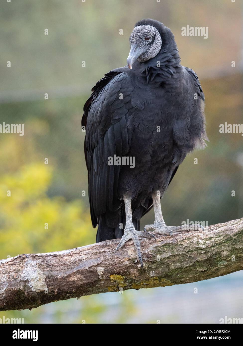 Un grande uccello arroccato su un ramo di albero illuminato dal sole, che guarda in lontananza Foto Stock