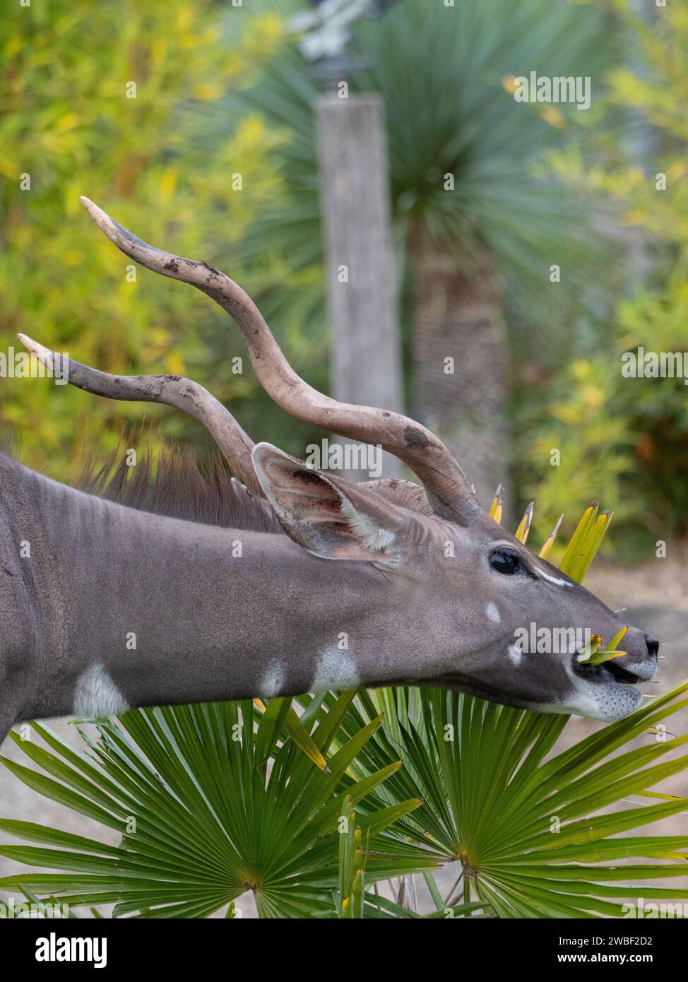 Un'antilope maestosa è avvistata al pascolo nel suo habitat naturale, con le sue impressionanti corna che creano un contrasto incredibile con il lussureggiante verde vegetale Foto Stock