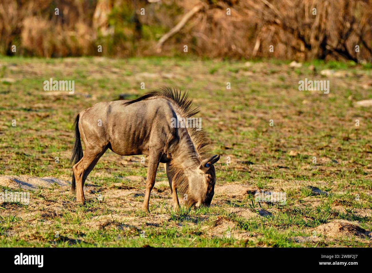Zimbabwe, Matabeleland Nord, provincia, Parco nazionale Hwange, GNU (Connochaetes taurinus) Foto Stock