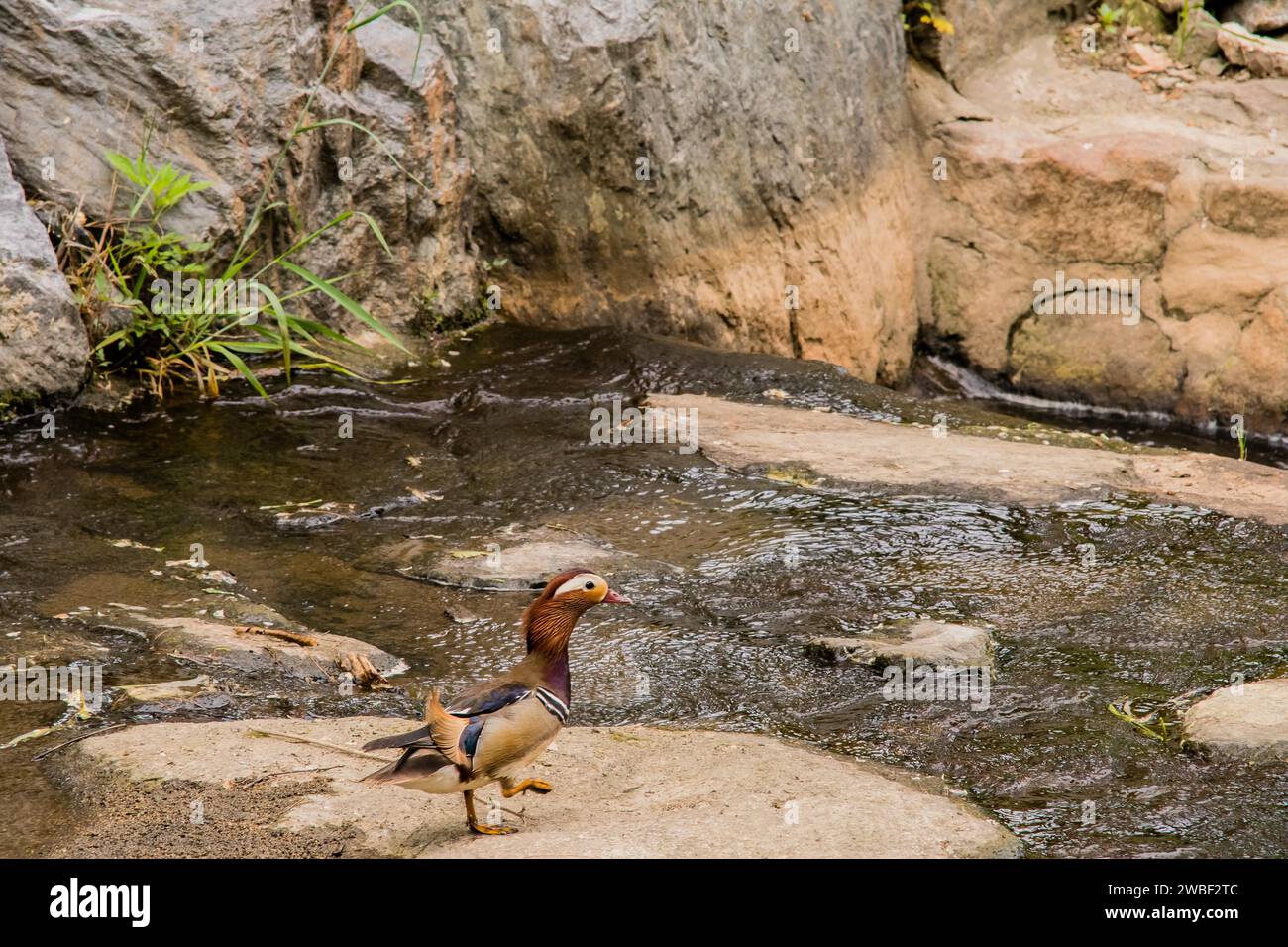 Un'anatra mandarina su una roccia in un piccolo torrente circondato da grandi massi presi in Corea del Sud Foto Stock