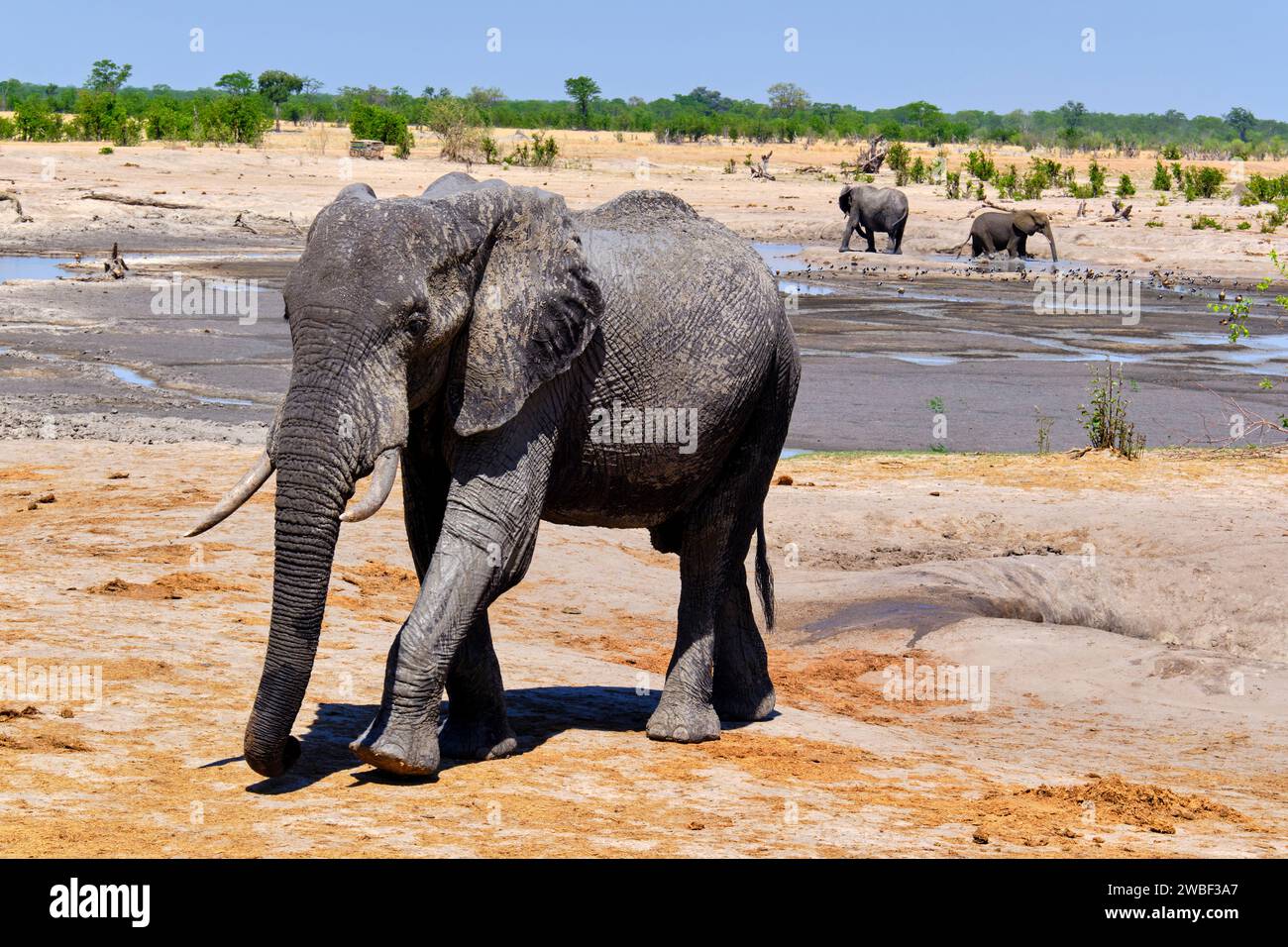 Zimbabwe, Matabeleland North, provincia, parco nazionale di Hwange, elefanti africani selvatici (Loxodonta africana) in un punto d'acqua Foto Stock