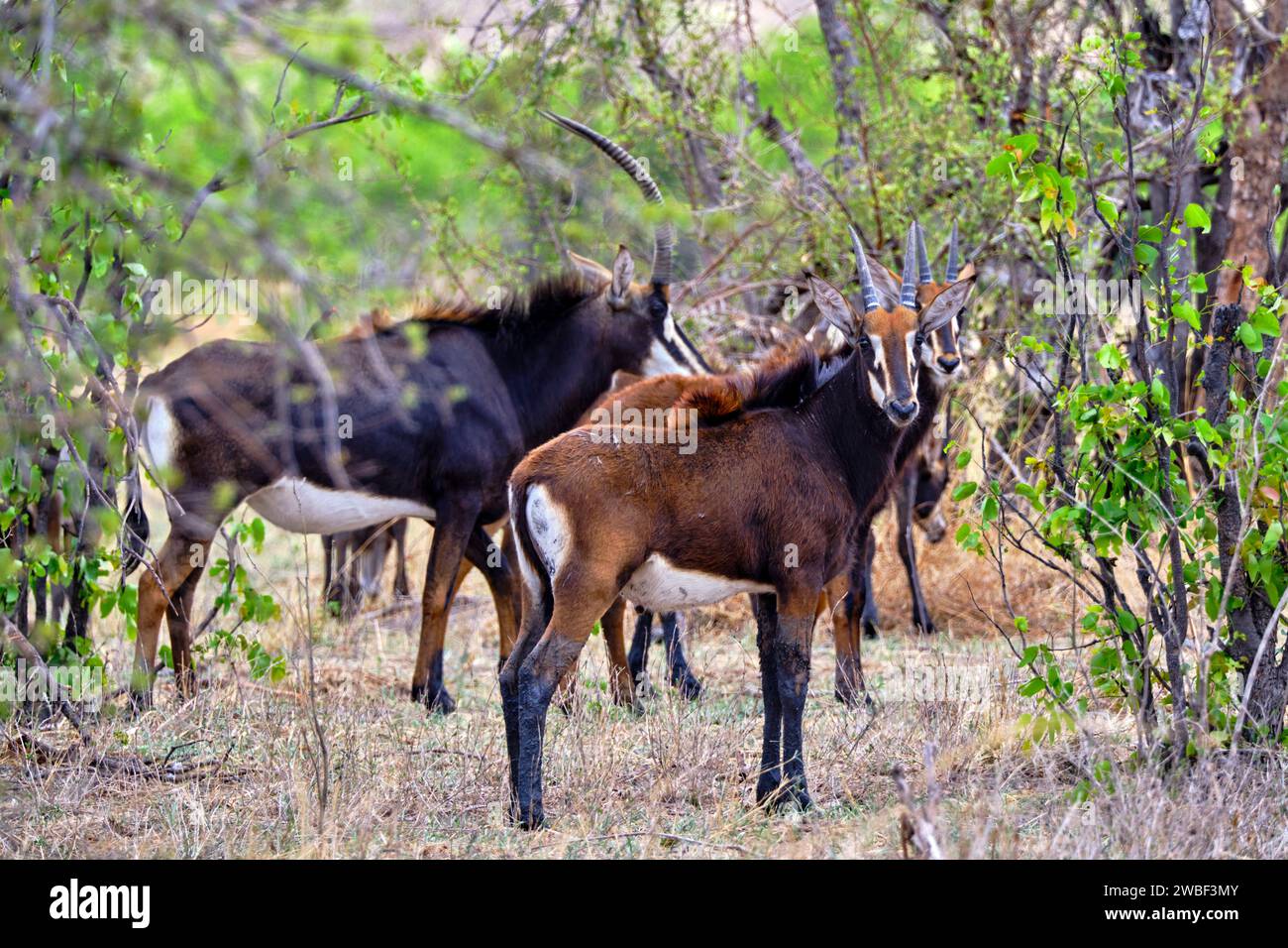 Zimbabwe, Matabeleland North, provincia, parco nazionale di Hwange, antilope di Roan Foto Stock
