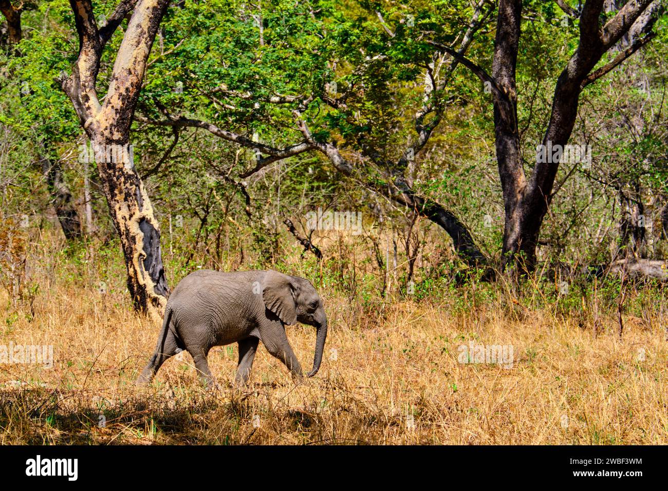 Zimbabwe, Matabeleland North, provincia, parco nazionale di Hwange, elefanti africani selvatici (Loxodonta africana) Foto Stock