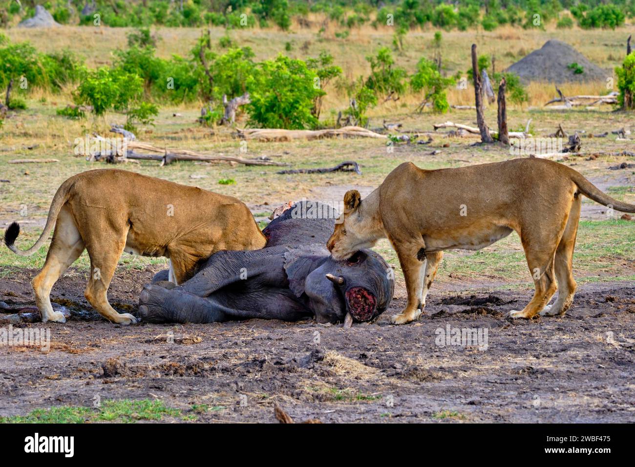 Zimbabwe, Matabeleland North, provincia, parco nazionale Hwange, leone (Panthera leo), lioness che mangia un elefante Foto Stock