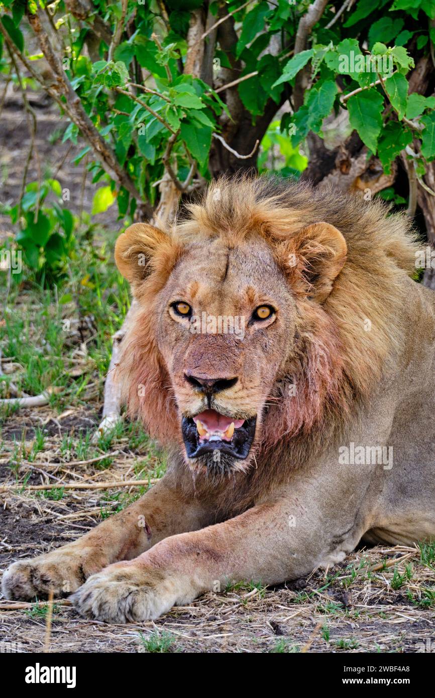 Zimbabwe, Matabeleland Nord, provincia, Parco nazionale Hwange, leone (Panthera leo) Foto Stock
