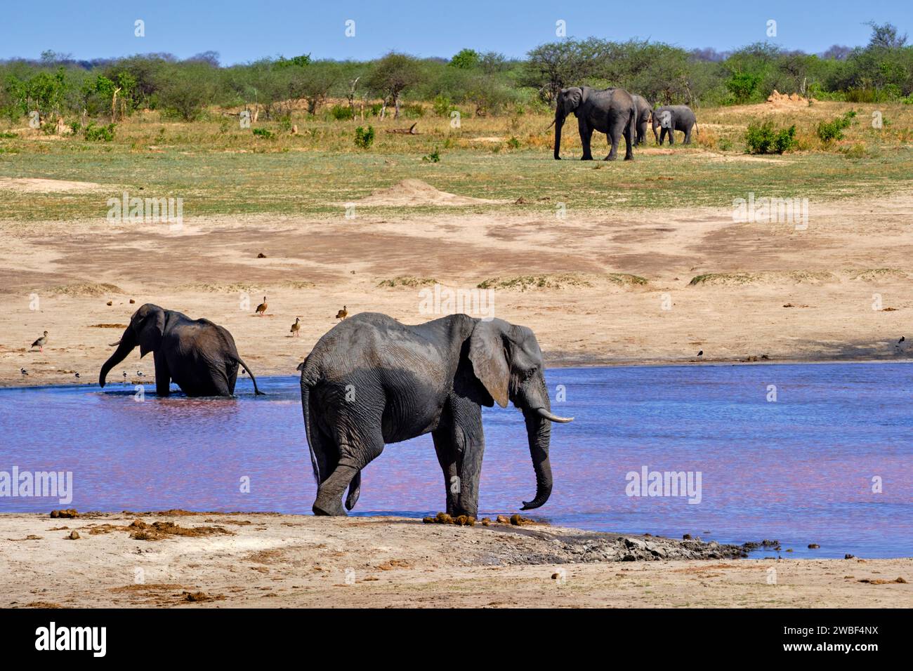 Zimbabwe, Matabeleland North, provincia, parco nazionale di Hwange, elefanti africani selvatici (Loxodonta africana) in un punto d'acqua Foto Stock
