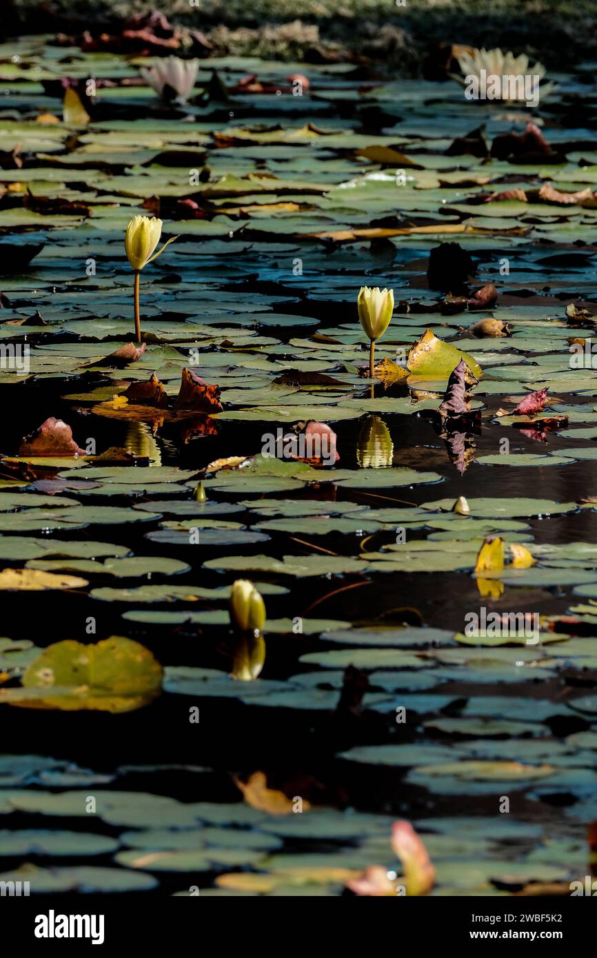 Un lago tranquillo con bellissimi gigli galleggianti sulla superficie dell'acqua, creando un'atmosfera tranquilla Foto Stock