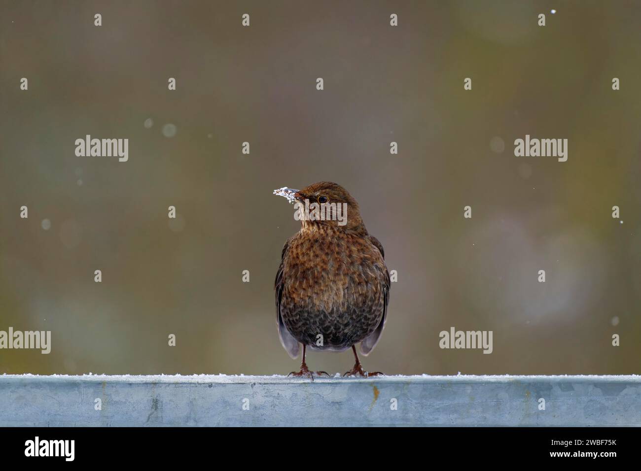 Blackbird (Turdus merula), blackbird, mughetto, femmina, su una ringhiera d'acciaio, becco bianco con neve, inverno, fiocchi di neve cadenti, Wismar Foto Stock