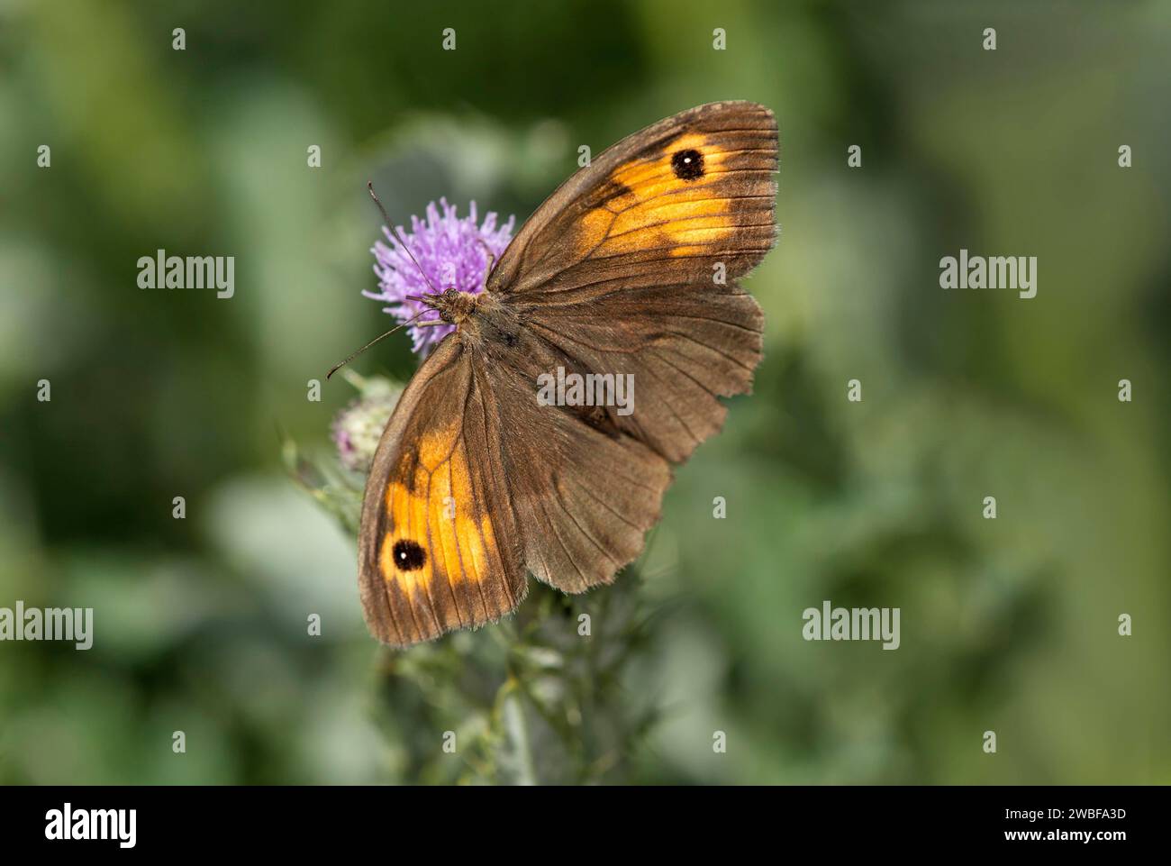 Prato marrone farfalla (Maniola jurtina), Vallese, Svizzera Foto Stock Prato marrone farfalla (Maniola jurtina), Vallese, Svizzera Foto Stock
