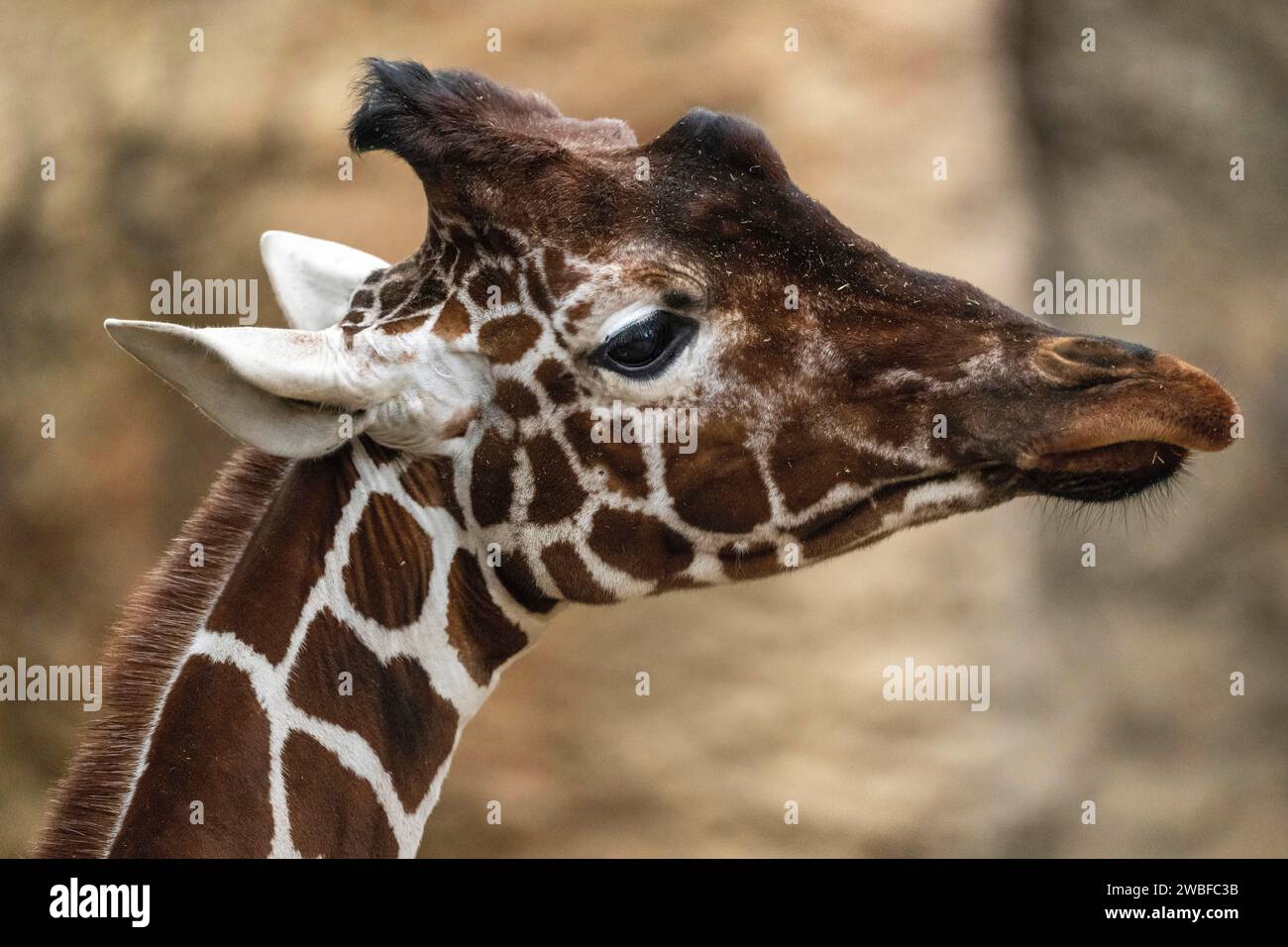 Testa di giraffa Giraffa reticulata Foto Stock