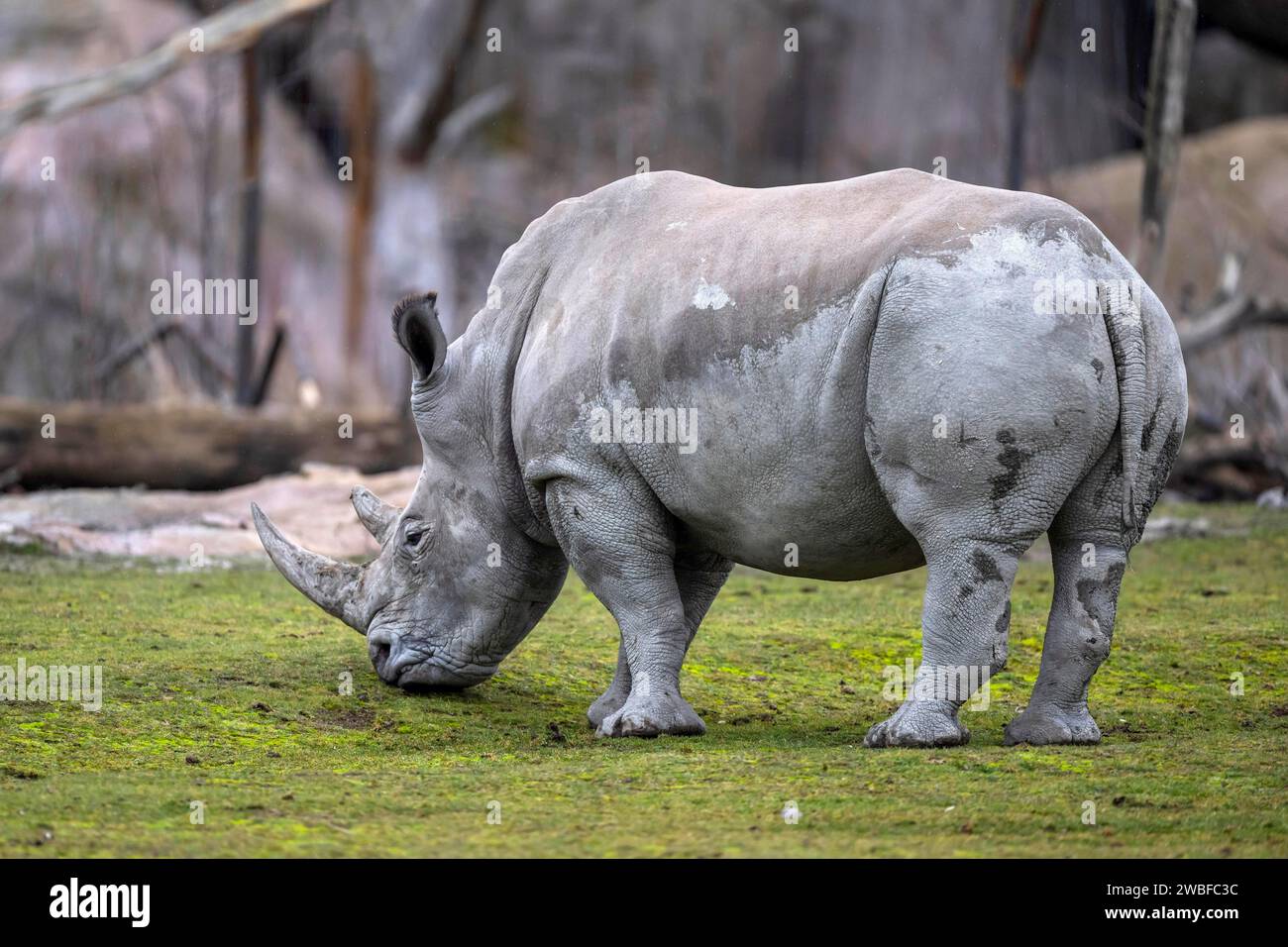Southern white rhinoceros Ceratotherium simum simum Foto Stock