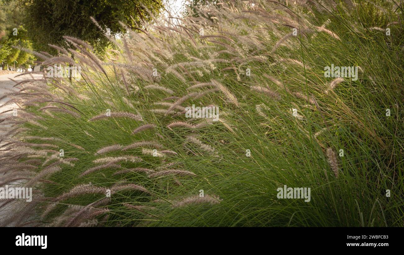 Muhlenbergia capillaris o erba perennail nei parchi del qatar (zona calda) Foto Stock