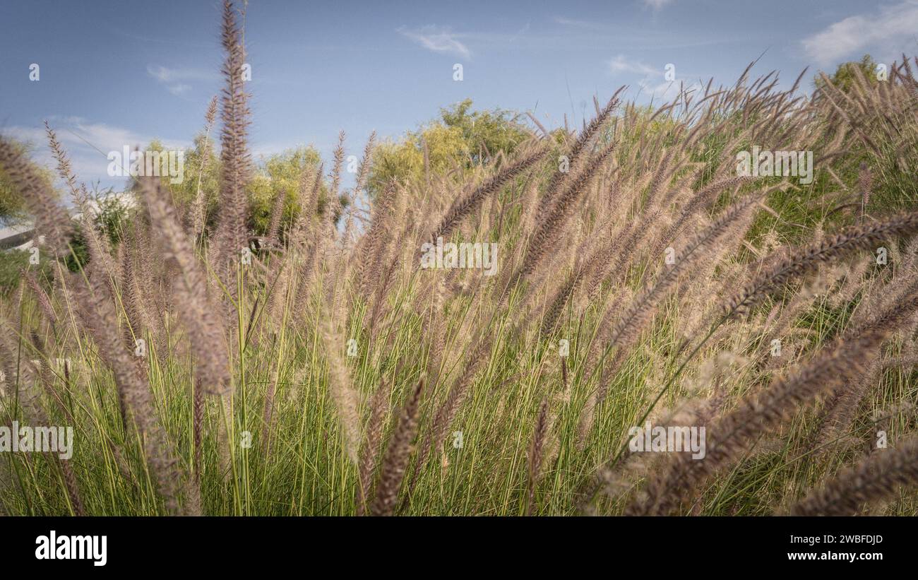 Muhlenbergia capillaris o erba perennail nei parchi del qatar (zona calda) Foto Stock