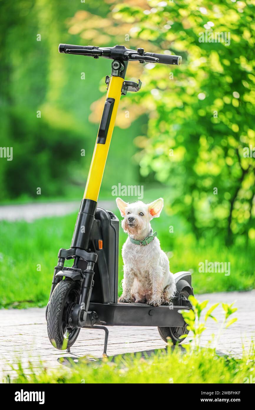 Cane bianco su scooter elettrico, primavera. Foto Stock