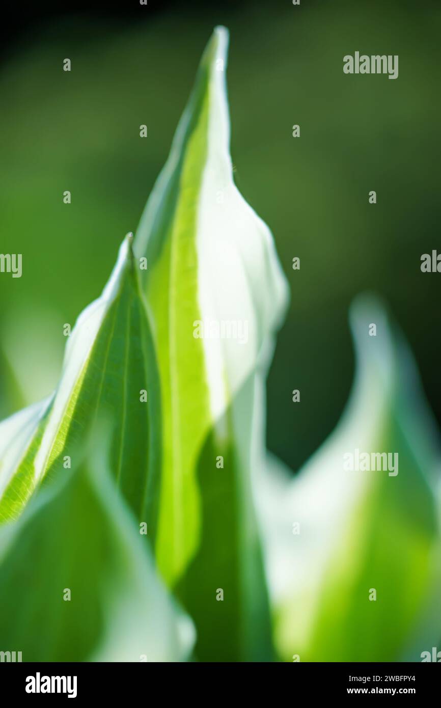 foglie verdi con bassa profondità di campo e sfondo sfocato. Primo piano Foto Stock