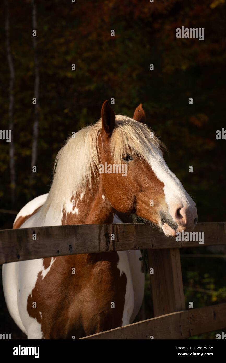 Tiro a segno del cavallo da cross primo piano ritratto di un cavallo marrone e bianco color pinto in piedi sulla recinzione di legno immagine verticale equino tipo verticale spazio Foto Stock