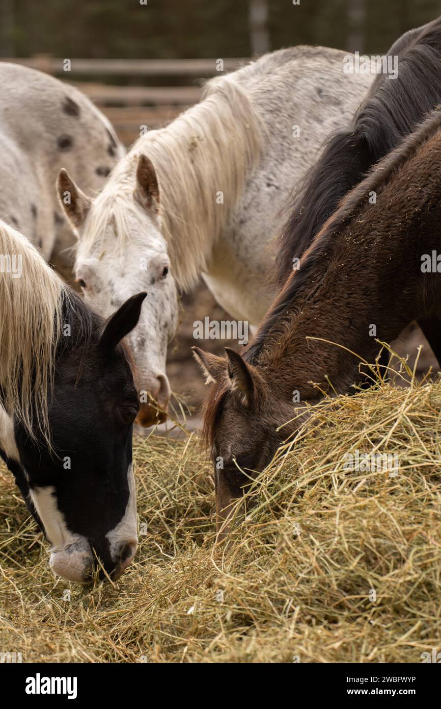 Gruppo di cavalli che mangiano fieno insieme una pelle di saraceno, una grigia e una vernice intorno a un grande mucchio di fieno all'esterno in paddock o in campo alimentazione equina verticale Foto Stock