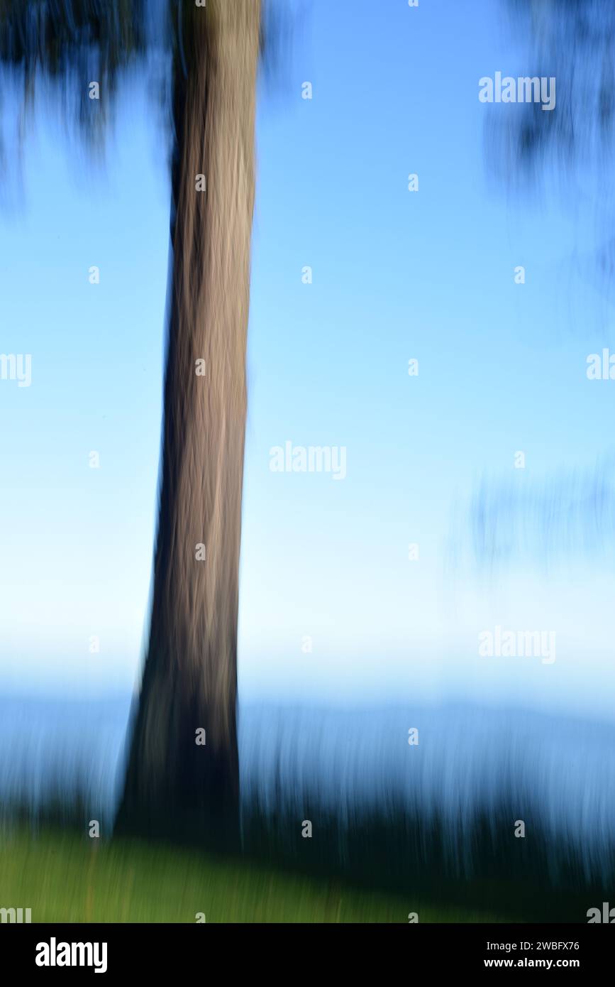 Un tronco di albero sfocato contro un cielo blu Foto Stock