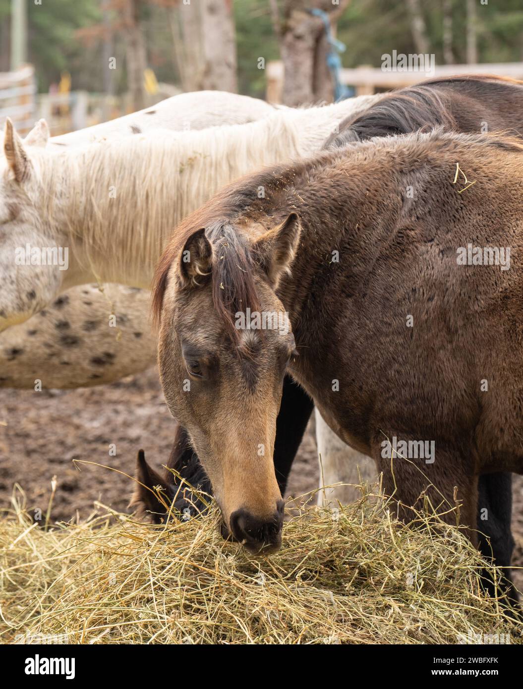 Gruppo di cavalli che mangiano fieno insieme una pelle di saraceno una grigia che mangia da un grande mucchio di fieno verticale sala di nutrizione equina per orecchie tipo cavallo felice in avanti Foto Stock
