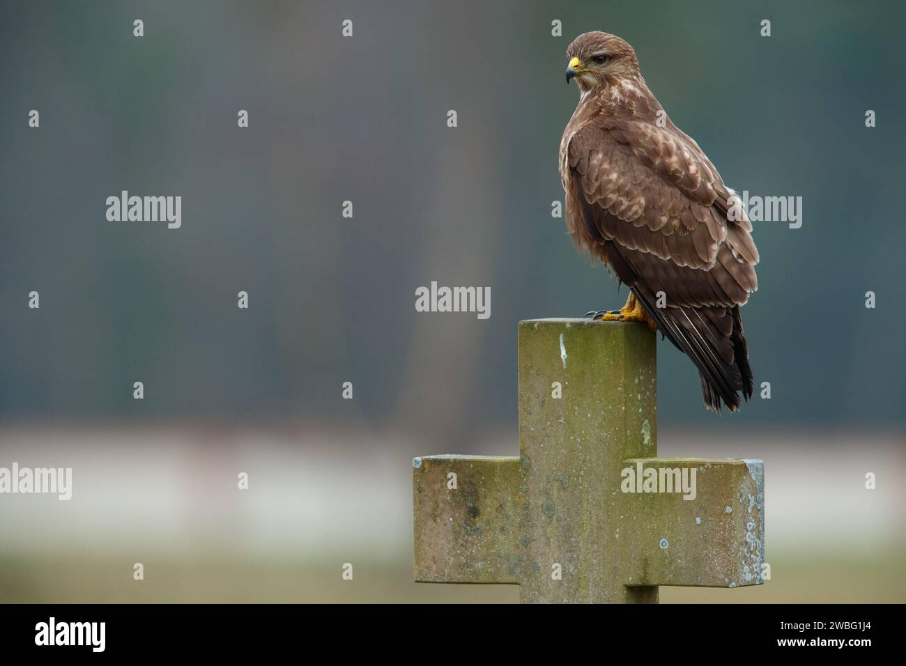 Buzzard arroccato su lapide nel cimitero Foto Stock