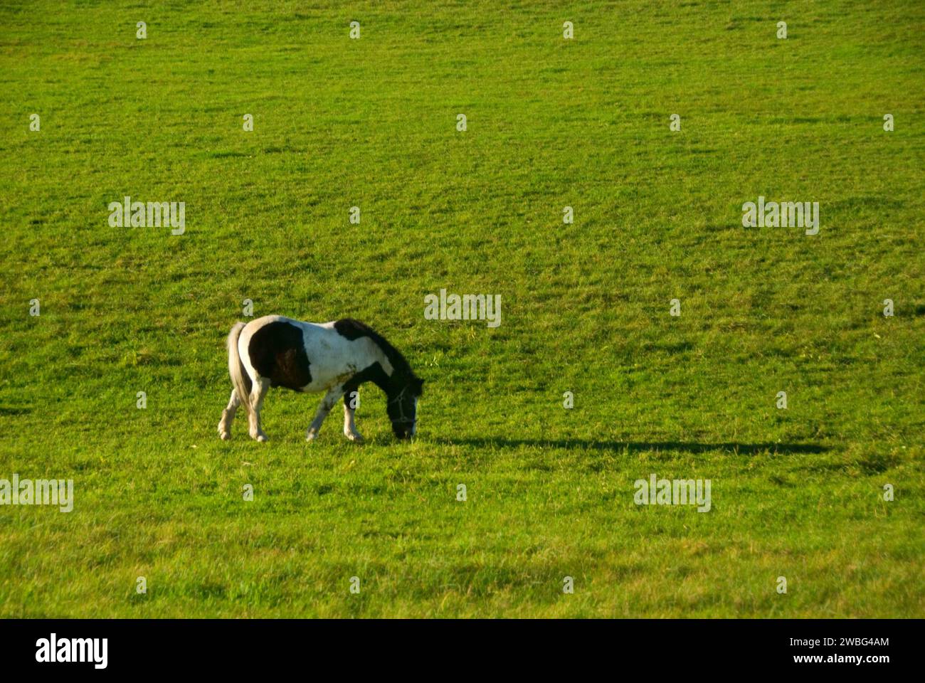 Cavallo in pascolo, Franklin County, Massachusetts Foto Stock