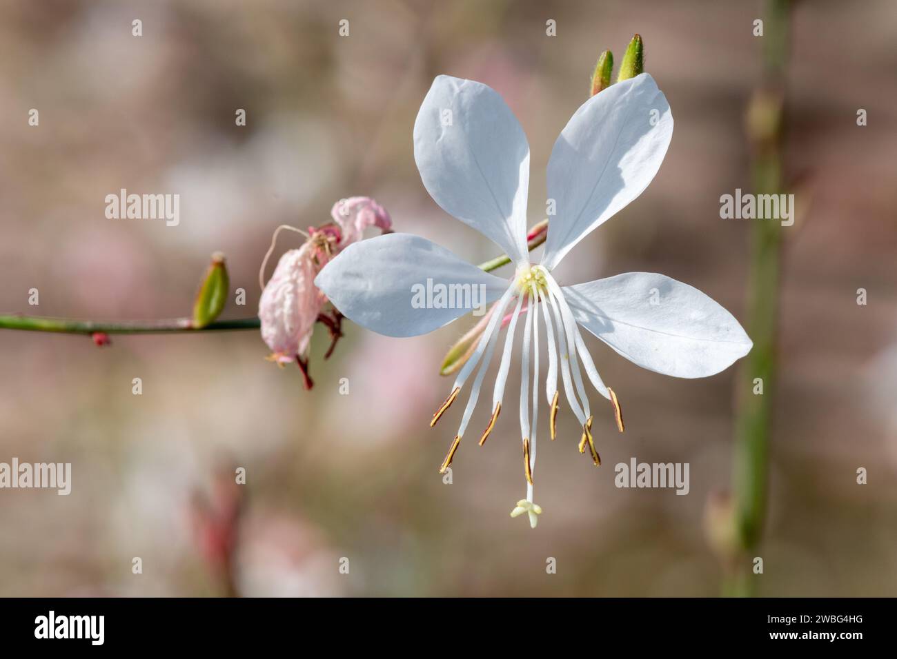 Primo piano di un fiore di gaura bianca (oenothera lindheimeri) in fiore Foto Stock