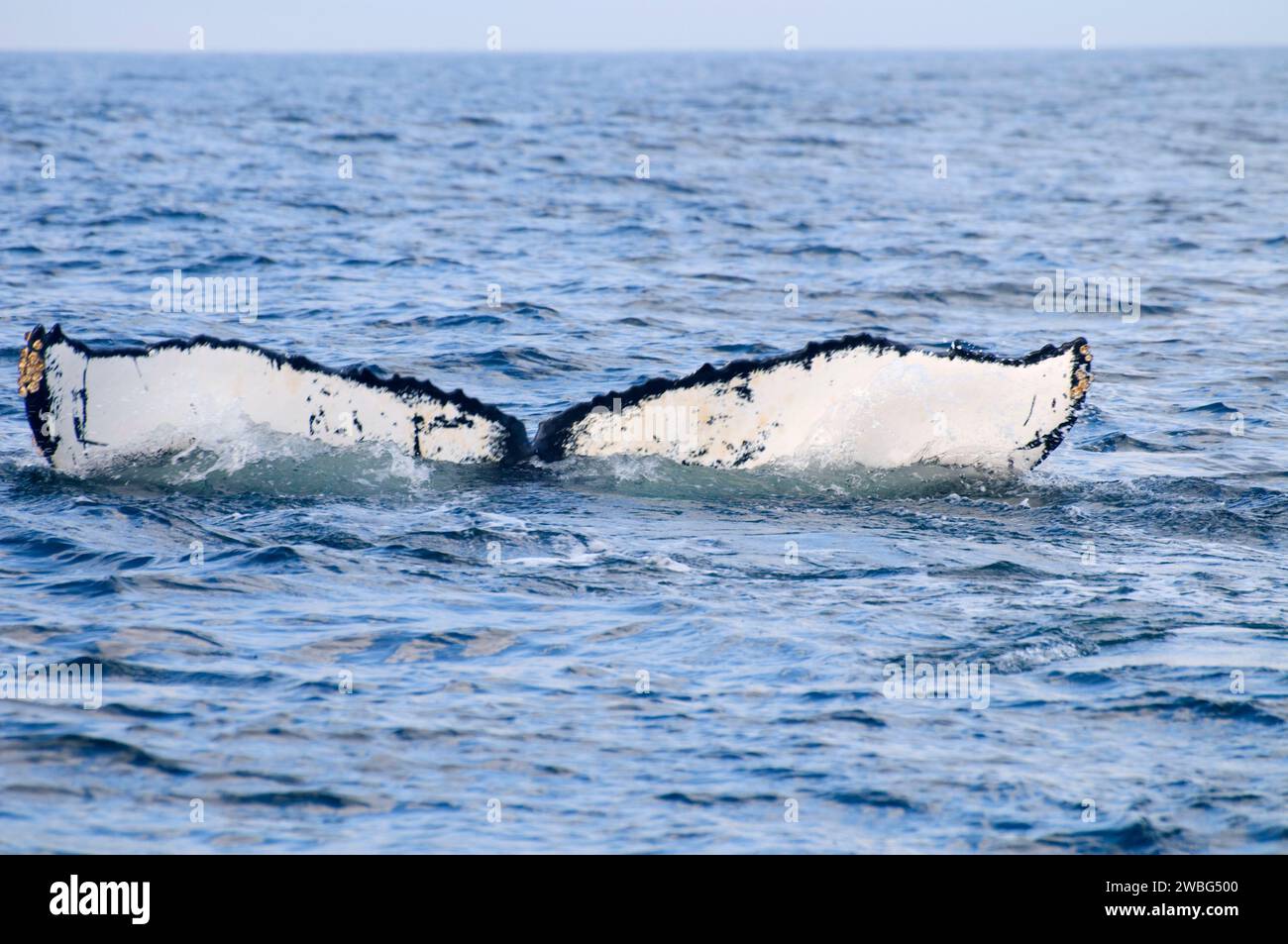Humpback Whale, Banca Stellwagon National Marine Sanctuary, Massachusetts Foto Stock