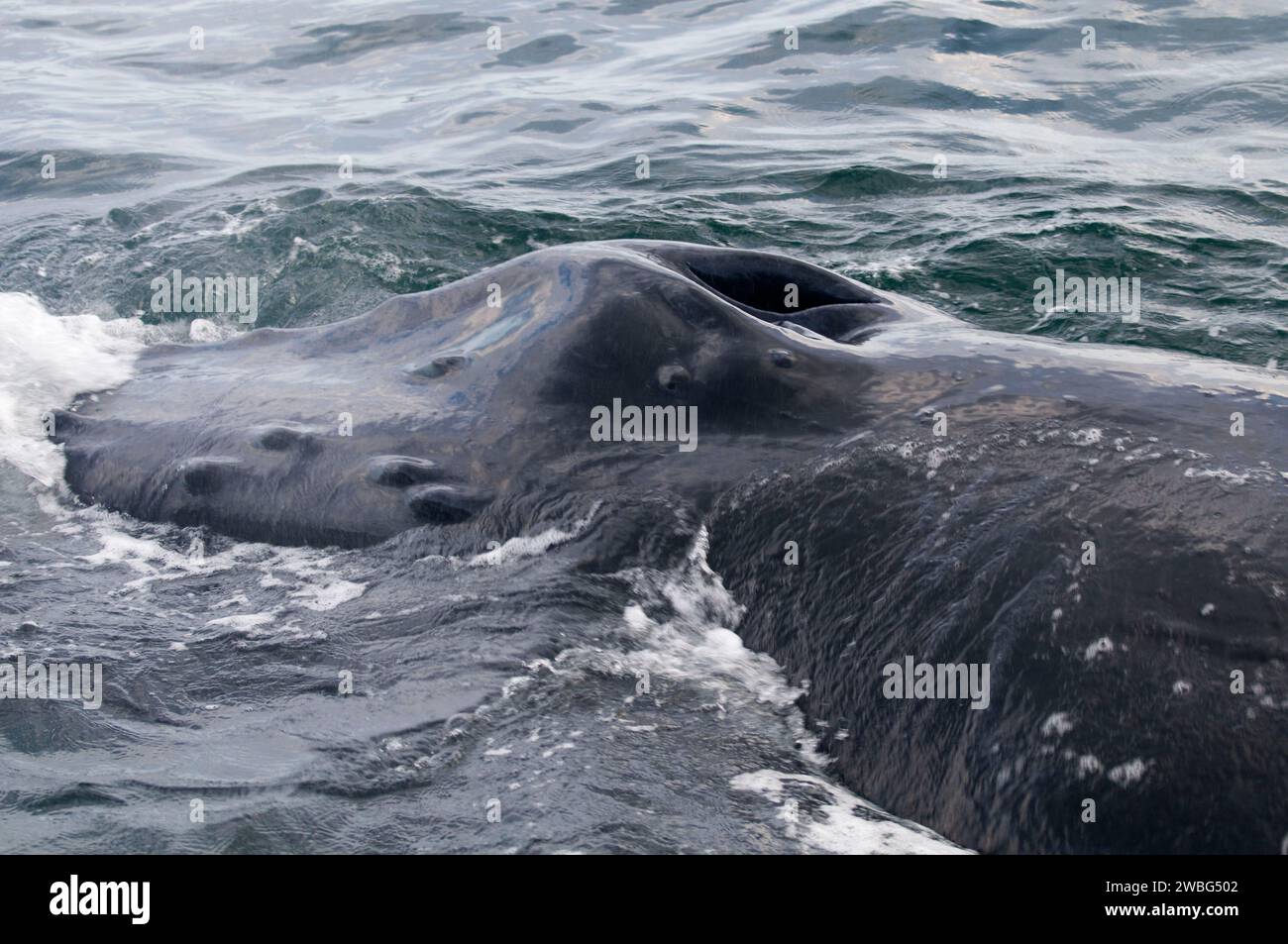 Humpback Whale, Banca Stellwagon National Marine Sanctuary, Massachusetts Foto Stock