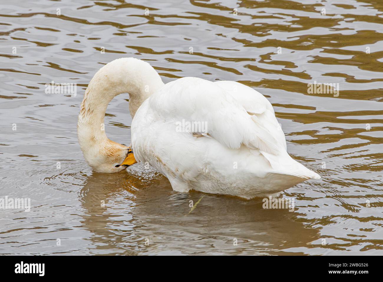 Whooper Swan, (Cygnus cygnus), River Don, Grandholm, Aberdeen, Scozia, Regno Unito Foto Stock