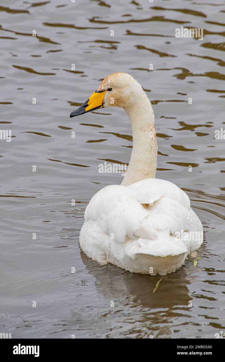 Whooper Swan, (Cygnus cygnus), River Don, Grandholm, Aberdeen, Scozia, Regno Unito Foto Stock