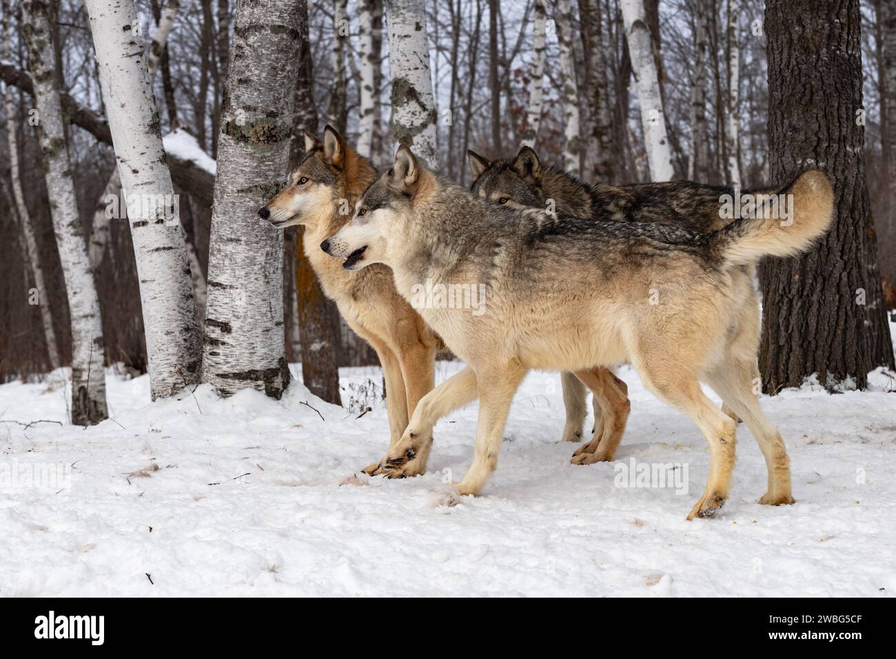 Trio di Lupi grigi (Canis lupus) in piedi al bordo della foresta invernale - animali in cattività Foto Stock