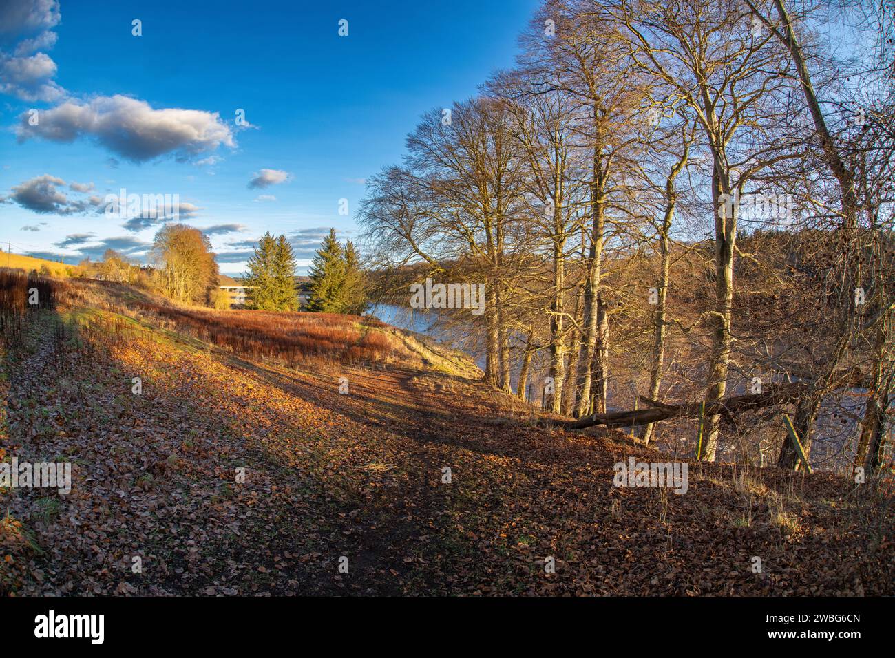 Il sole invernale sugli alberi lungo il fiume Don, Inverurie, Aberdeenshire, Scozia, Regno Unito Foto Stock