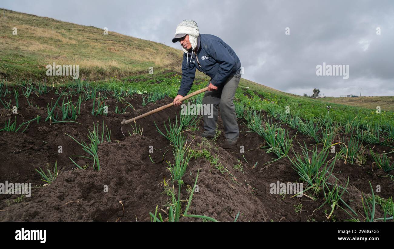 Chambitola, Cayambe / Ecuador - 1 novembre 2023: Uomo indigeno che lavora il terreno in un campo coltivato con piante di cipolla Foto Stock