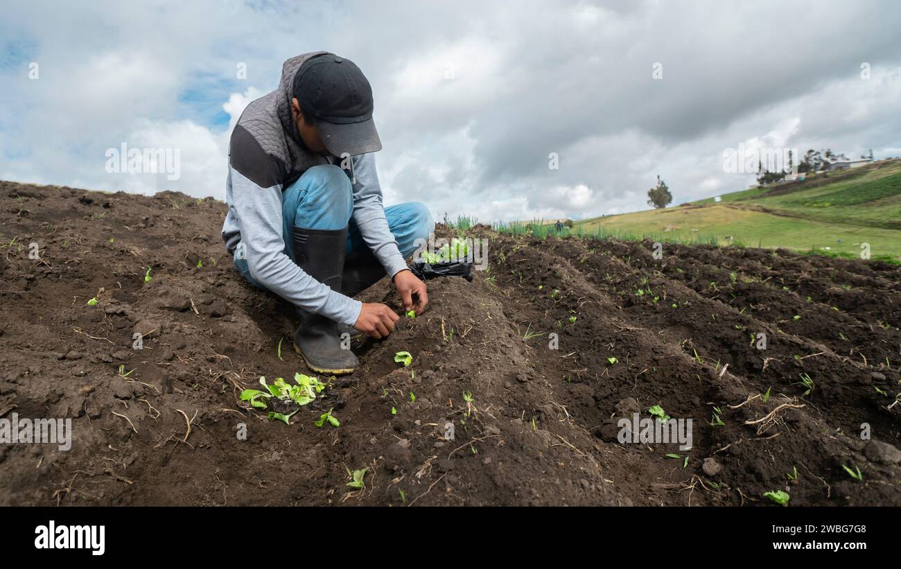 Chambitola, Cayambe / Ecuador - 1 novembre 2023: Uomo indigeno in ginocchio semina lattuga in un campo tagliato Foto Stock