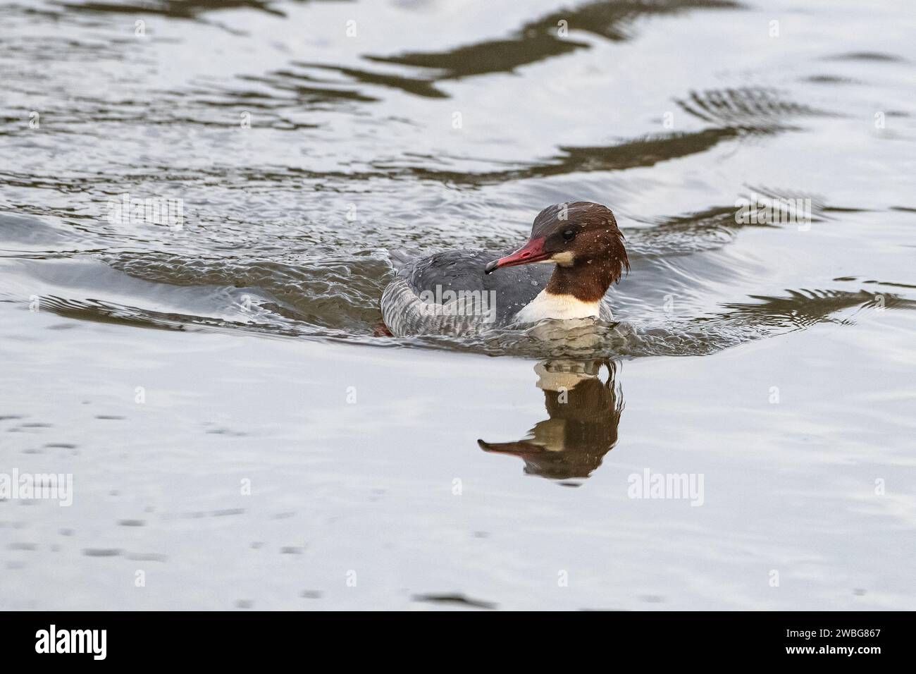 Goosander (donna) (Mergus merganser), River Don, Aberdeen, Scozia, Regno Unito Foto Stock